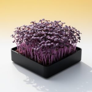 Wheatgrass Wholesale Bulk Harvest Case