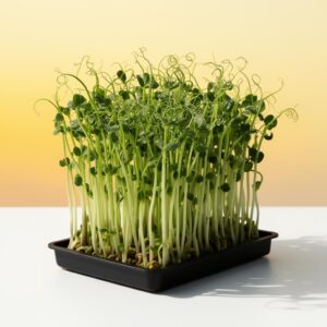 Arugula Microgreen Seed Kit